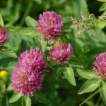Menopause therapy from red clover