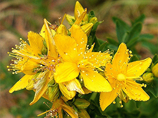 st johns wort effects