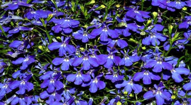 asthma herbs - lobelia