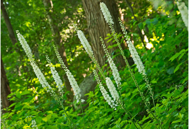 menopause herb - black cohosh