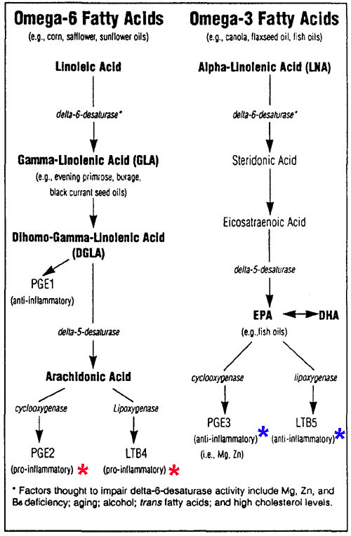 Omega-6 vs Omega-3 Fatty Acid Metabolism