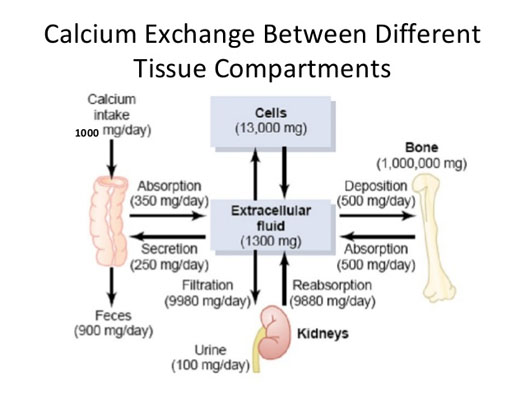 calcium metabolism