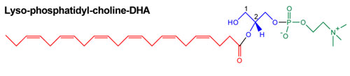 dha in lysophosphatidyl choline