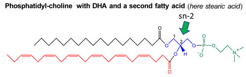 dha with phosphatidyl choline and stearic acid