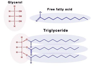 triglyceride structure