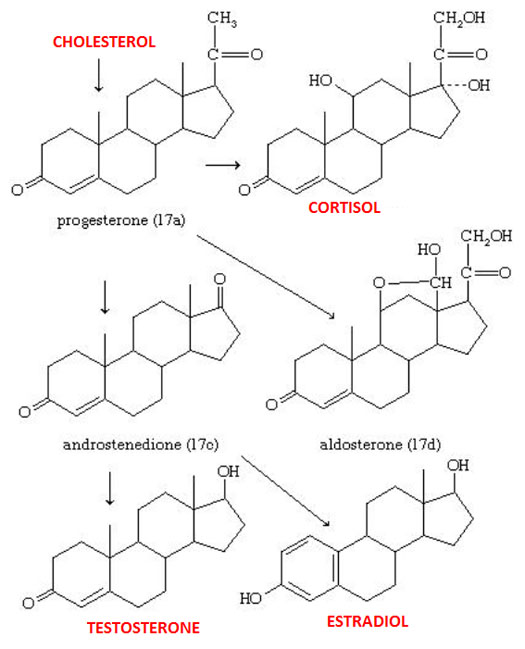 steroid biosynthesis