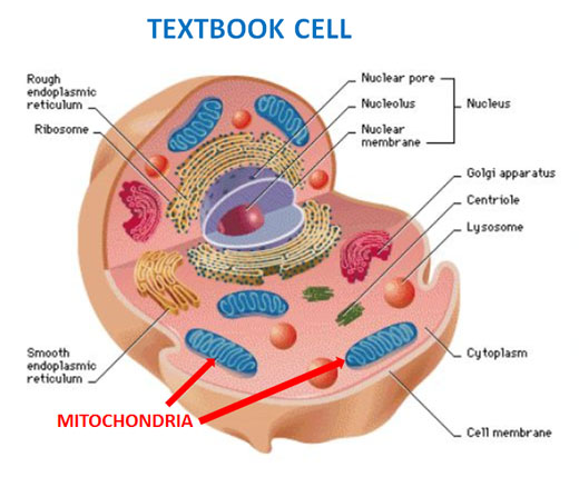 cell