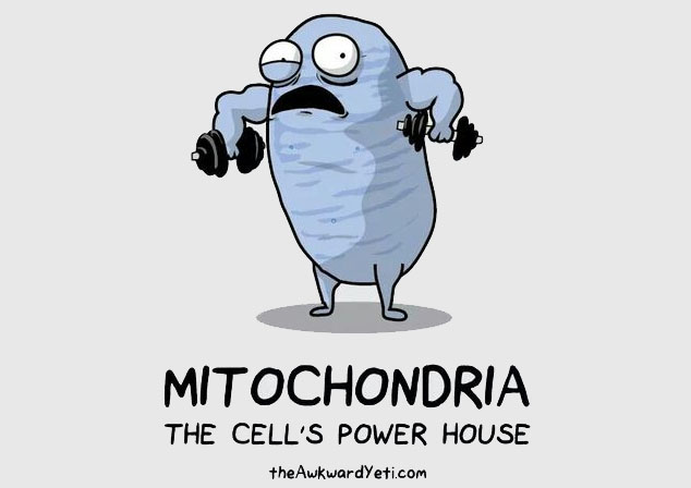 mitochondria