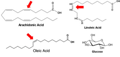 fatty acids - glucose in AGEs