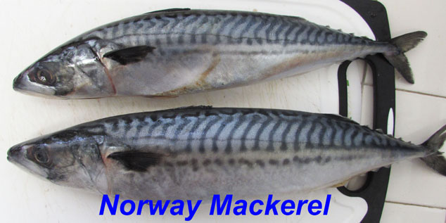 mackerel head smoothie 2