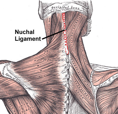 barefoot running - nuchal ligament