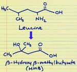 bodybuilding supplements - leucine and hmb
