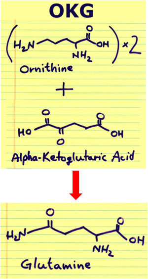 okg-akg-glutamine