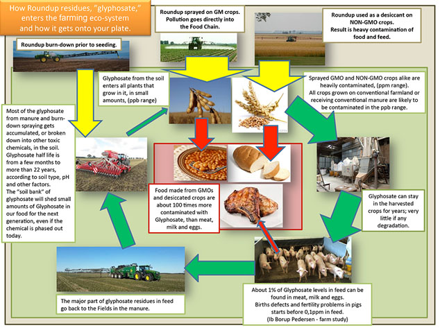 glyphosate in the food chain