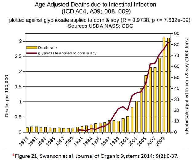 glyphosate toxicity - deaths due to intestinal infection