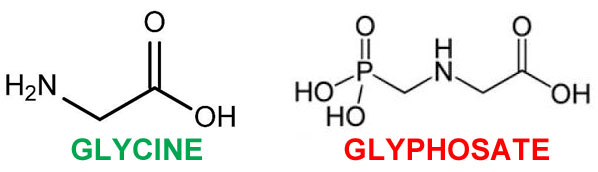 glycine and glyphosate toxicity