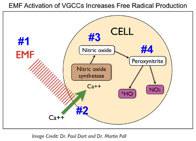 defending your health - wifi effects