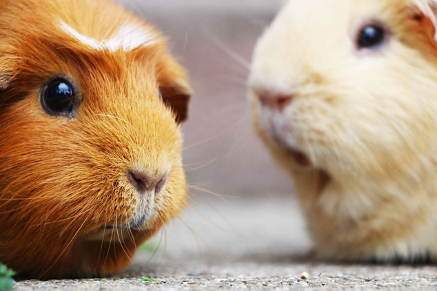 guinea pigs defending your health