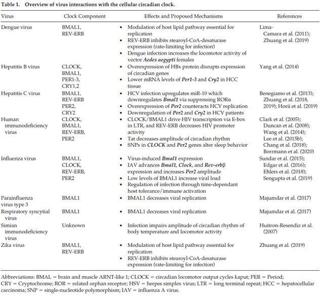 viral infections vs circadian rhythm