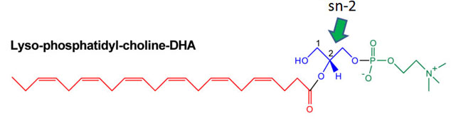 DHA at sn-2 position of glycerol