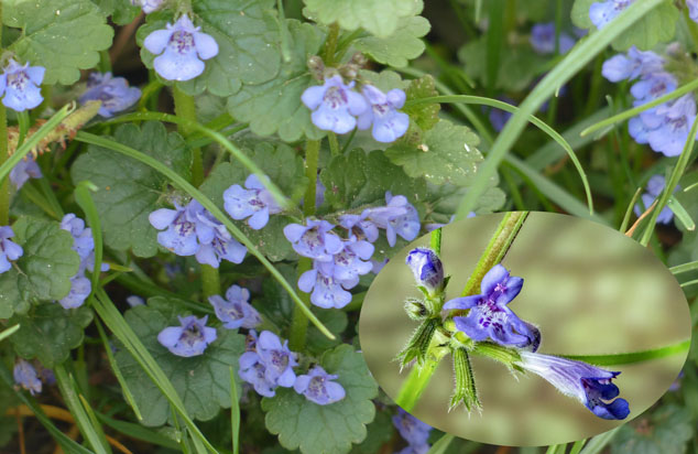 ground ivy with closeup