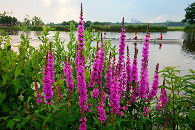 purple loosestrife