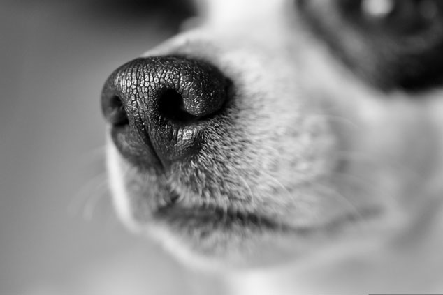 nose closeup - jack russell terrier