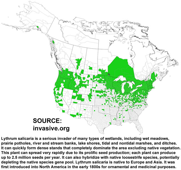 purple loosestrive distribution with comment