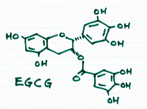 green tea weight loss - EGCG